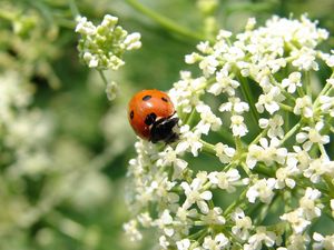 Preview wallpaper ladybird, flower, bright