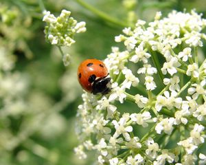 Preview wallpaper ladybird, flower, bright