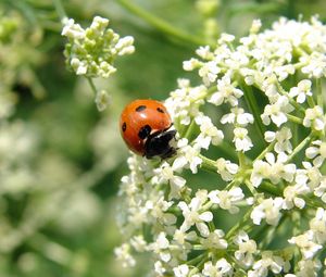 Preview wallpaper ladybird, flower, bright