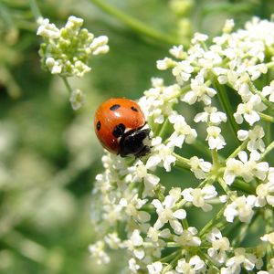 Preview wallpaper ladybird, flower, bright