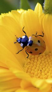 Preview wallpaper ladybird, flower, crawl, petals