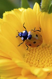 Preview wallpaper ladybird, flower, crawl, petals