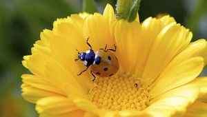 Preview wallpaper ladybird, flower, crawl, petals