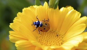 Preview wallpaper ladybird, flower, crawl, petals