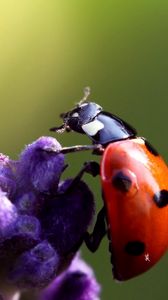 Preview wallpaper ladybird, flower, crawling, insect