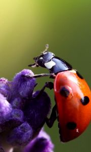 Preview wallpaper ladybird, flower, crawling, insect