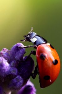 Preview wallpaper ladybird, flower, crawling, insect