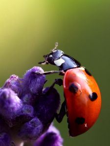 Preview wallpaper ladybird, flower, crawling, insect