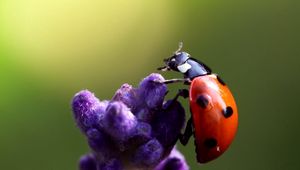 Preview wallpaper ladybird, flower, crawling, insect