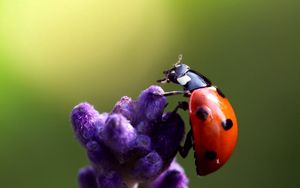 Preview wallpaper ladybird, flower, crawling, insect