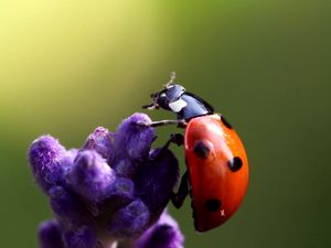 Preview wallpaper ladybird, flower, crawling, insect