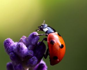 Preview wallpaper ladybird, flower, crawling, insect