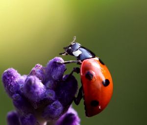 Preview wallpaper ladybird, flower, crawling, insect
