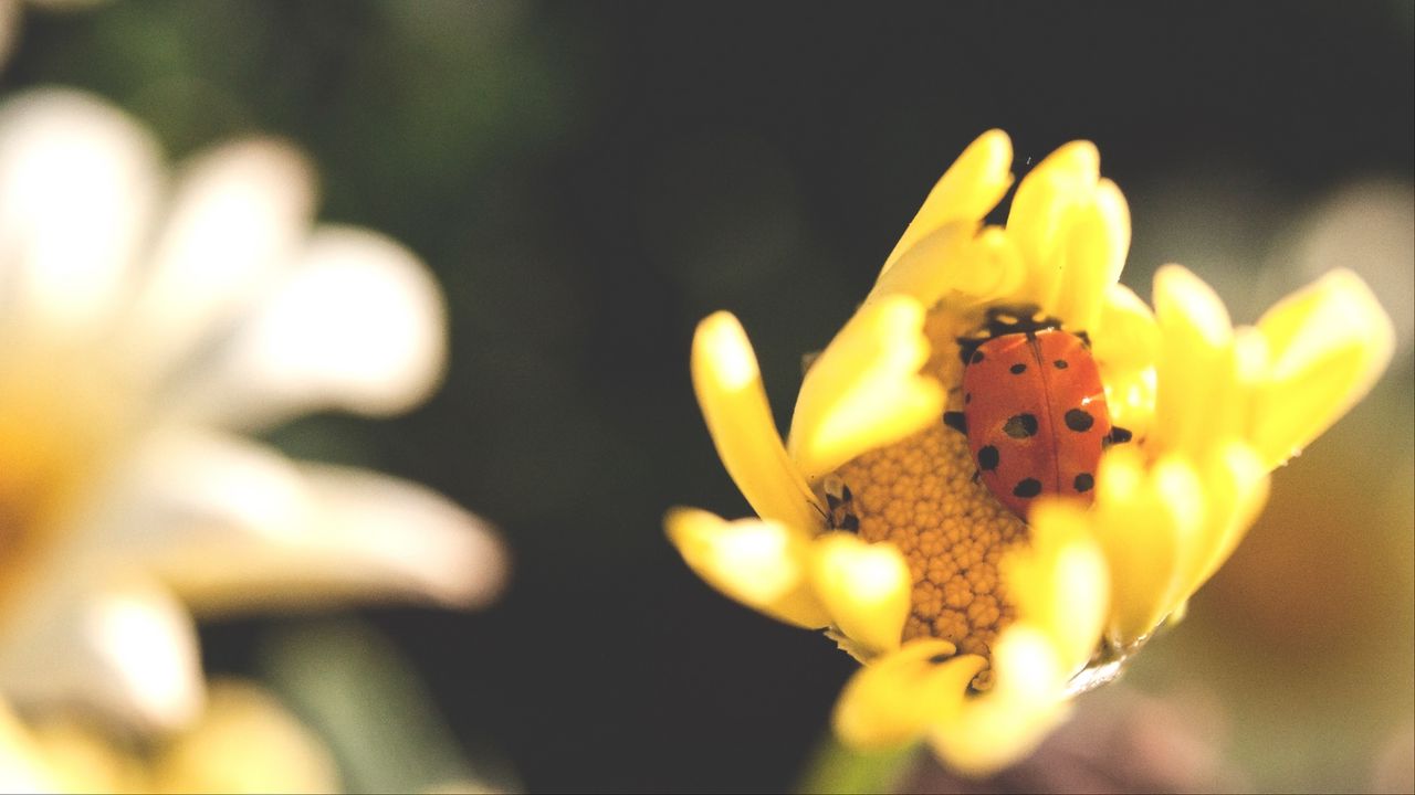 Wallpaper ladybird, flower, insect