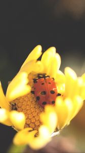 Preview wallpaper ladybird, flower, insect