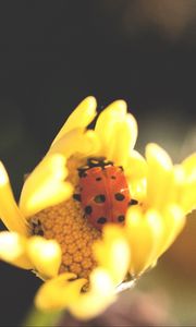 Preview wallpaper ladybird, flower, insect