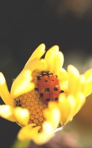 Preview wallpaper ladybird, flower, insect