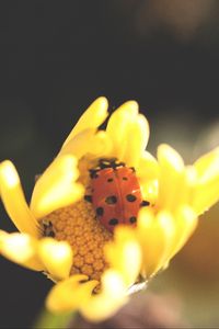 Preview wallpaper ladybird, flower, insect