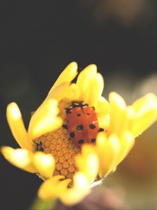 Preview wallpaper ladybird, flower, insect