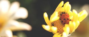 Preview wallpaper ladybird, flower, insect