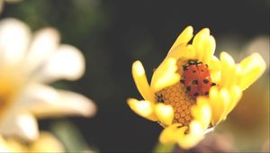 Preview wallpaper ladybird, flower, insect