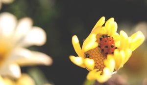 Preview wallpaper ladybird, flower, insect