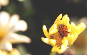 Preview wallpaper ladybird, flower, insect