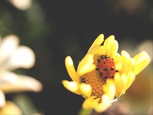 Preview wallpaper ladybird, flower, insect