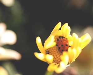 Preview wallpaper ladybird, flower, insect