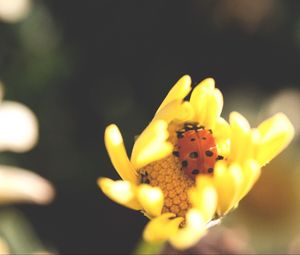 Preview wallpaper ladybird, flower, insect
