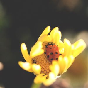 Preview wallpaper ladybird, flower, insect