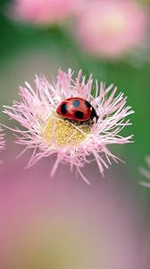 Preview wallpaper ladybird, flower, insect, bright, glare