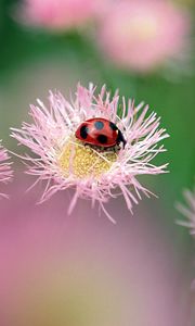 Preview wallpaper ladybird, flower, insect, bright, glare