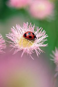 Preview wallpaper ladybird, flower, insect, bright, glare