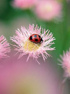 Preview wallpaper ladybird, flower, insect, bright, glare