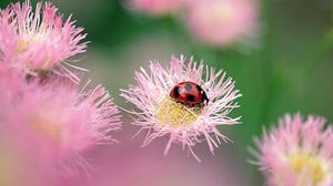 Preview wallpaper ladybird, flower, insect, bright, glare