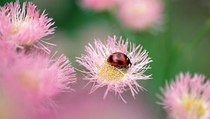 Preview wallpaper ladybird, flower, insect, bright, glare