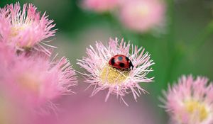 Preview wallpaper ladybird, flower, insect, bright, glare