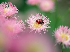 Preview wallpaper ladybird, flower, insect, bright, glare