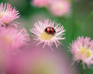 Preview wallpaper ladybird, flower, insect, bright, glare