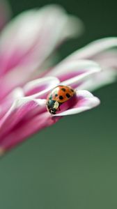 Preview wallpaper ladybird, flower, macro