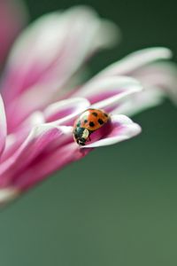 Preview wallpaper ladybird, flower, macro