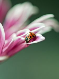 Preview wallpaper ladybird, flower, macro