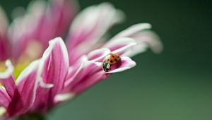 Preview wallpaper ladybird, flower, macro