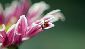 Preview wallpaper ladybird, flower, macro