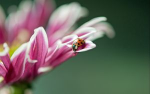 Preview wallpaper ladybird, flower, macro