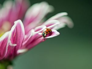 Preview wallpaper ladybird, flower, macro