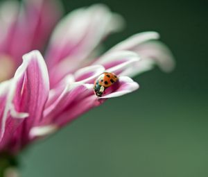 Preview wallpaper ladybird, flower, macro