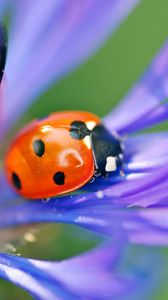 Preview wallpaper ladybird, flower, petals, grass