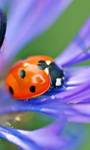 Preview wallpaper ladybird, flower, petals, grass